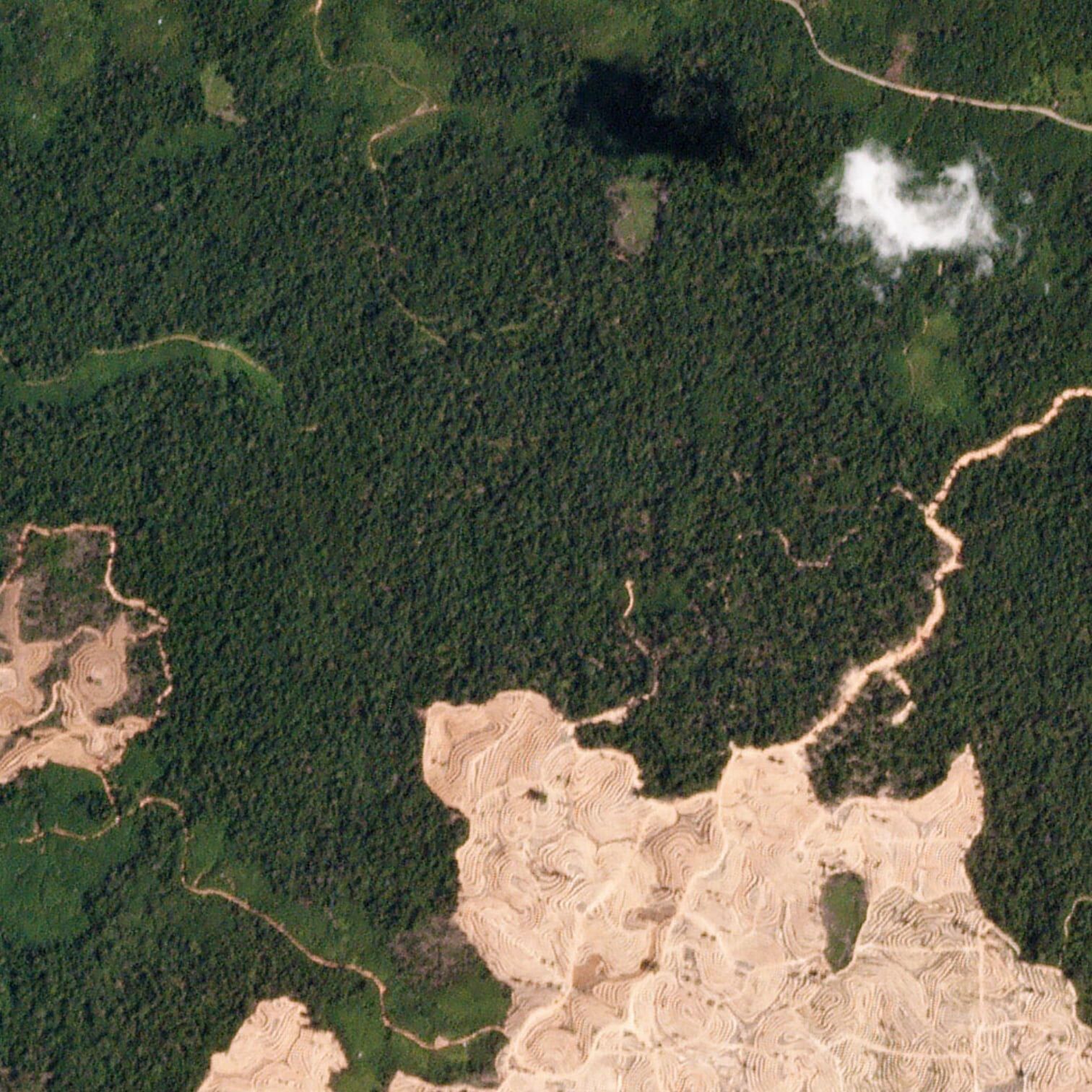 Clearing at the edge of rainforest